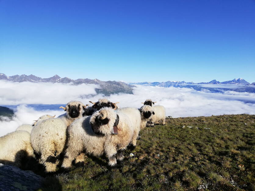 foto_sommerung_1.jpg foto_sommerung_1.jpg