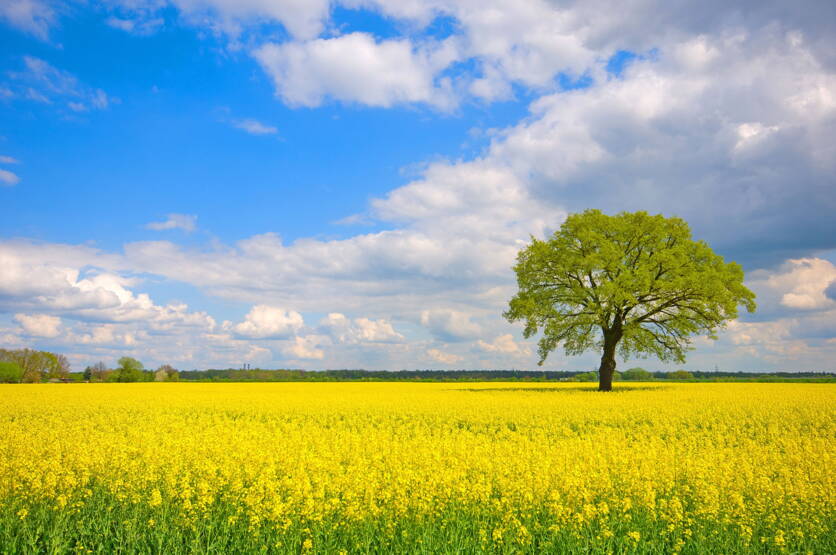 bild_rapsfeld_mit_baum.jpg